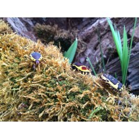 Sun Beetle