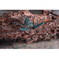 Tail-less Whip Scorpion