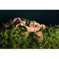 Macleay's Spectre stick insect