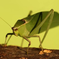 Florida Katydid