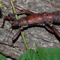New Guinea Giant Spiny stick insect