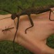 Giant Borneo Stick Insect