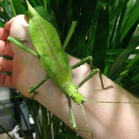 Jungle Nymph 