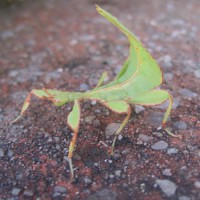 Leaf insect 