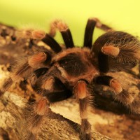 Mexican Red Kneed Tarantula